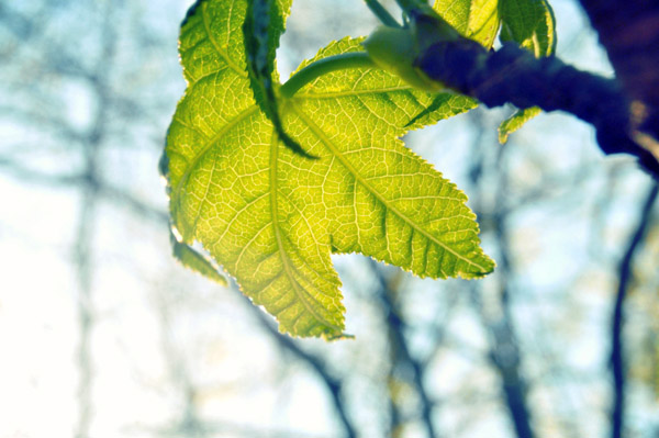 网络电话呼叫软件免费版